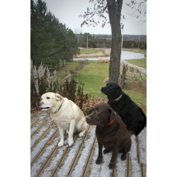 1 week of boarding at Covered Bridge Boarding Kennel