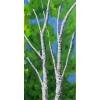 Original Painting Treetops by Judy Goode